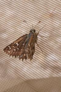 <i>Pyrgus armoricanus</i>