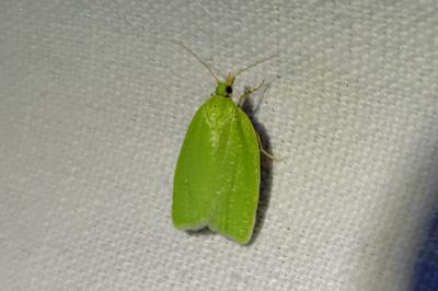 <i>Tortrix viridana</i>