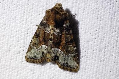 <i>Oligia</i>