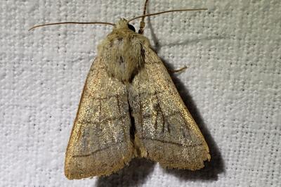 <i>Charanyca trigrammica</i>