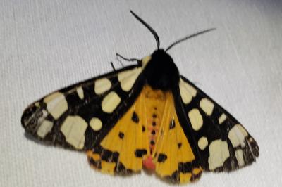 <i>Arctia villica</i>