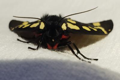 <i>Arctia villica</i>