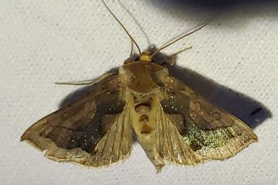 <i>Diachrysia stenochrysis</i>