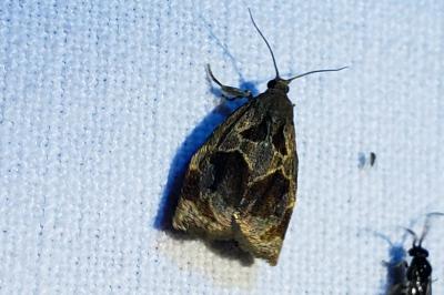 <i>Archips crataegana</i>
