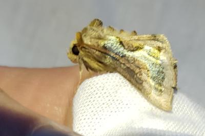 <i>Diachrysia stenochrysis</i>