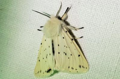 <i>Spilosoma lubricipeda</i>