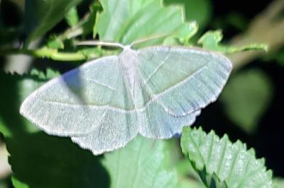 <i>Campaea margaritaria</i>
