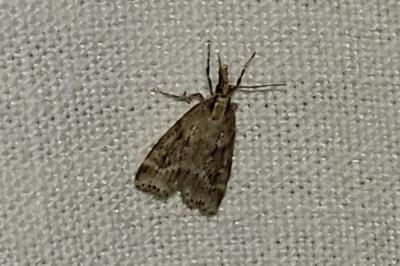 <i>Eudonia pallida</i>