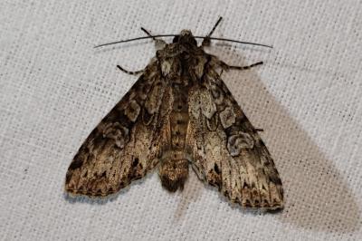 <i>Polia nebulosa</i>