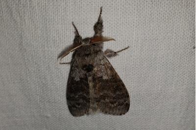 <i>Calliteara pudibunda</i>