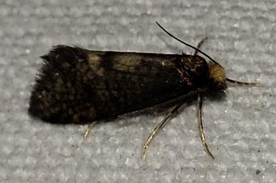 <i>Taleporia tubulosa</i>