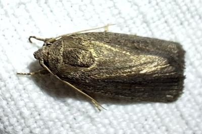 <i>Proxenus hospes</i>