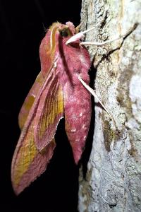 <i>Deilephila porcellus</i>