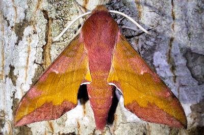 <i>Deilephila porcellus</i>