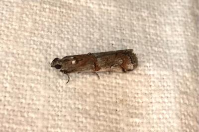<i>Pempelia palumbella</i>