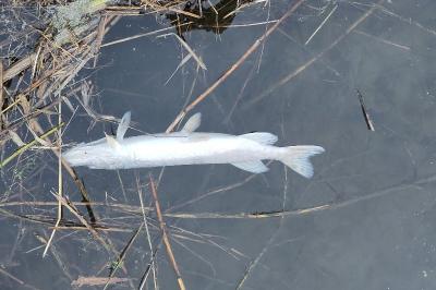 Brochet