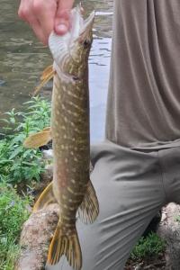 Brochet