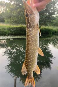 Brochet