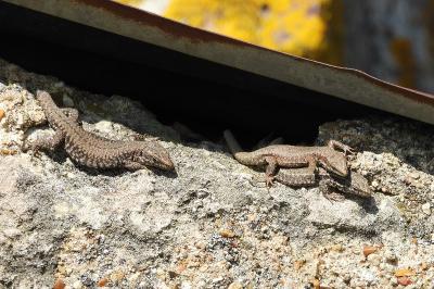Podarcis muralis