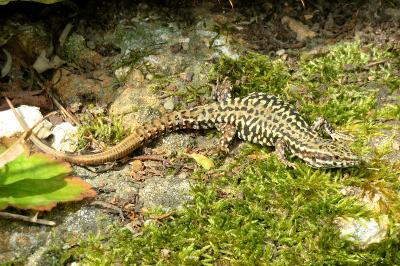 Podarcis muralis