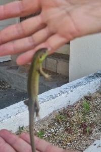 Lézard à deux raies