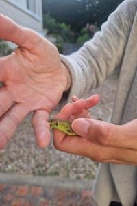 Lézard à deux raies