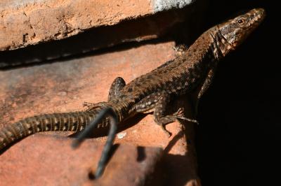Lézard des murailles