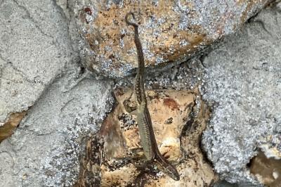 Lézard des murailles