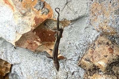 Lézard des murailles