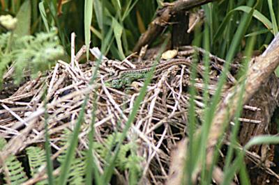 Lézard des souches