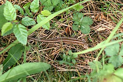 Lézard des souches