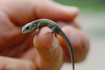 Lézard des souches