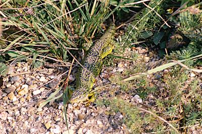 Lézard à deux raies