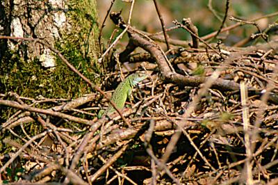 Lézard à deux raies