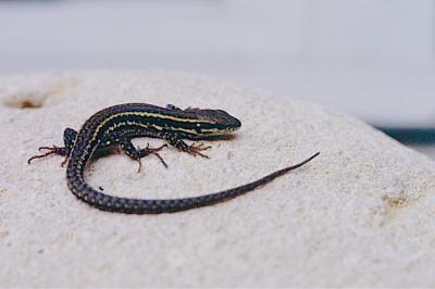 Lézard des murailles