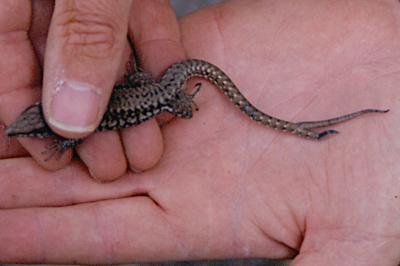 Lézard des murailles