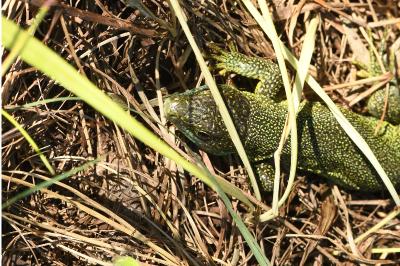Lézard à deux raies