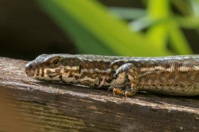 Lézard des murailles