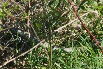 Couleuvre helvétique