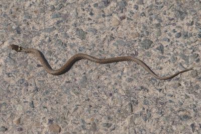 Couleuvre helvétique