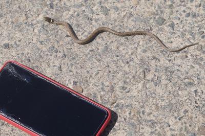 Couleuvre helvétique