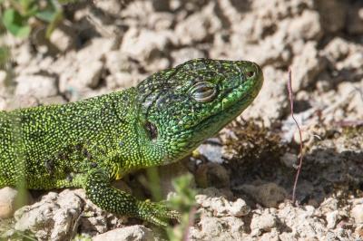 Lézard à deux raies