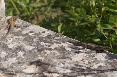 Lézard des murailles