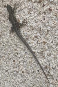 Lézard des murailles