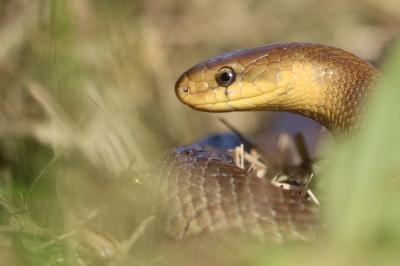 Zamenis longissimus