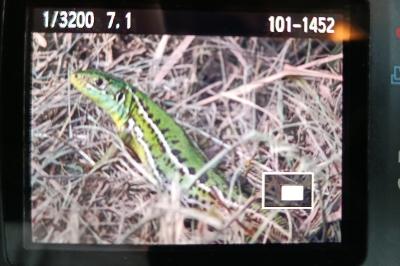 Lézard à deux raies