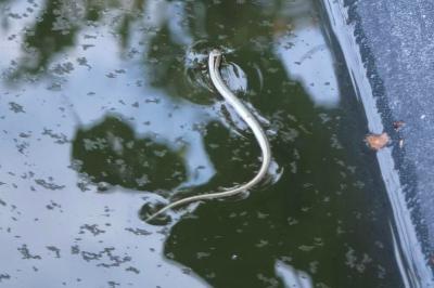 Anguis fragilis