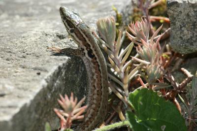 Lézard des murailles