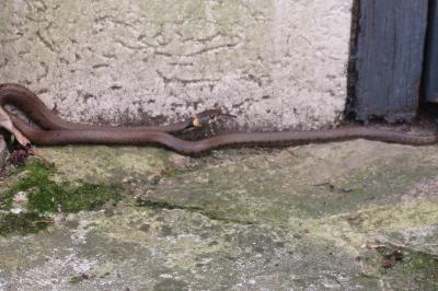 Couleuvre helvétique