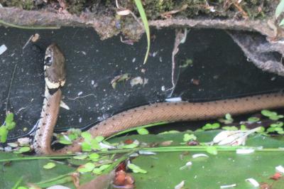 Couleuvre helvétique
